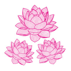 Three bright pink lotus flowers with intricate petal detail against a dark background