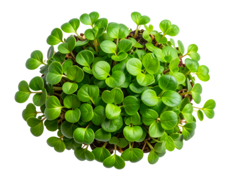  Top View of Fresh Vibrant Green Sprouts Cluster, Minimalist Botanical Composition, Isolated PNG