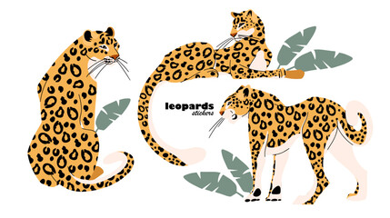 leopards and tropical leaves. Leopards surrounded by tropical plants. Vector illustration