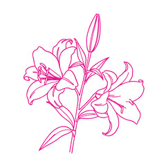 Delicate pink lily flower outline with buds and leaves on a transparent background