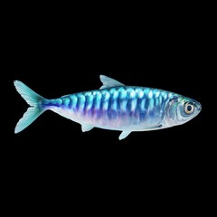 Fototapeta premium Vibrant Blue Fish with Shimmering Scales on a Black Background Capturing Underwater Beauty