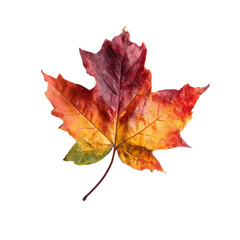 Obraz premium Vibrant autumn maple leaf against black