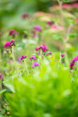 Ageratum Red Flint Growing in Garden