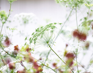Beautiful Ammi Plant with Umbrella-Like Flower Heads