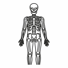 Human skeleton anatomy illustration full body isolated on white background.