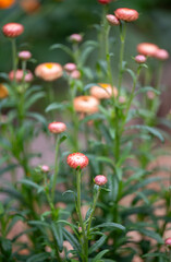 Orange and Red Strawflowers in Summer Garden