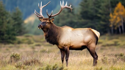 Majestic elk stands proudly in a serene landscape. This image represents wildlife beauty. Capture the essence of nature at its finest. Generative AI