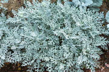Unique Silver Foliage of Dusty Miller in a Garden Patch