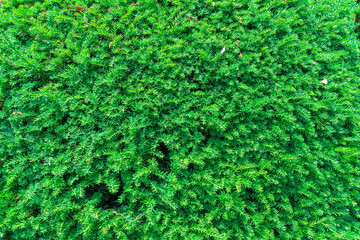 Lush Green Foliage Covering Ground in a Vibrant Outdoor Setting