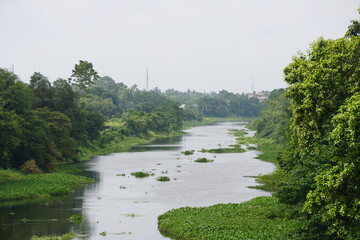 Obraz premium Green River Landscape – Forest Ecosystem and Natural Scenery