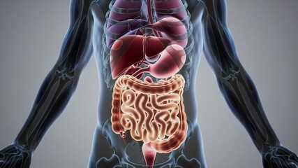 Anatomical 3d rendering of the human digestive system and lungs within a translucent body outline highlighting internal organs with glowing effects for medical education and health awareness