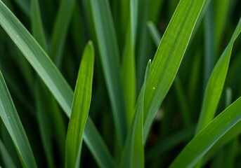 Obraz premium 瑞々しく輝く緑葉 密集する葉脈 生命力満ちる