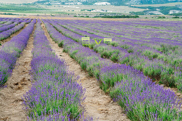 Lavender Field With Bright Chairs a village of Turgenevka