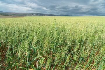 Fields of Oats Swaying Under a Cloudy Sky in the Countryside