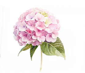 Dusty Pink Hydrangea Watercolor Illustration with Green Leaves Isolated on White Background