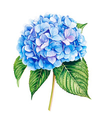 Tender Blue Hydrangea Watercolor Illustration with Green Leaves Isolated on White Background