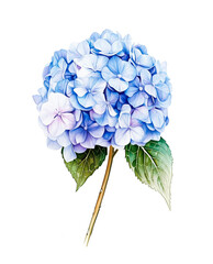 Tender Blue Hydrangea Watercolor Illustration with Green Leaves Isolated on White Background