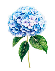 Tender Blue Hydrangea Watercolor Illustration with Green Leaves Isolated on White Background