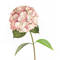 Dusty Pink Hydrangea Watercolor Illustration with Green Leaves Isolated on White Background