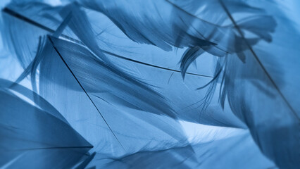 Macro of Overlapping Feathers Backlit by Natural Light – Soft Texture and Abstract Detail © Vera Kuttelvaserova