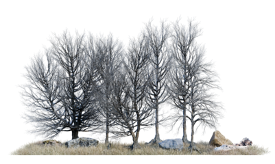 death tree forest PNG transparent background, 3d illustration rendering