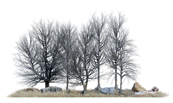 death tree forest PNG transparent background, 3d illustration rendering
