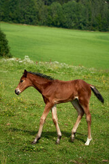Obraz premium Brown Foal Strolling in Bloom-Filled Summer Pasture at L¯renskog, Norway Keywords: brown foal, wildflower, summer pasture, L¯renskog, Norway, strolling, grazing, nature, rural, farmland, grasslands,