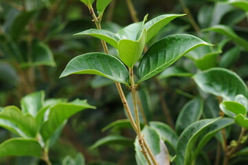 Young leaves of Osmanthus heterophyllus in spring