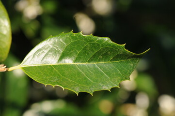 Serrated leaf of Osmanthus heterophyllus