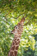 Girafe grignotant des feuilles d'arbre en gros plan