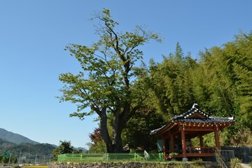 Natural Monument No. 36: Fringe Tree of Ssangam-myeon