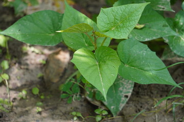 A young sweet potato vine is growing on the soil