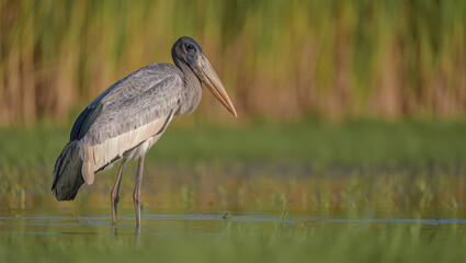 Captivating Woolly-Necked Stork Portrait in Lush Greenery A Serene Wildlife Scene Showcasing the Beauty of Nature and Avian Elegance in a Natural Setting