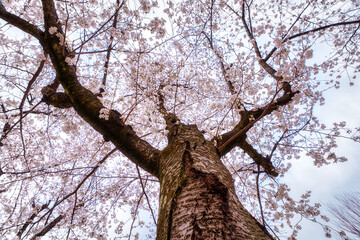 Low angle shot of Full bloom Cherry Blossom or White sakura tree blooming in springtime at Japan