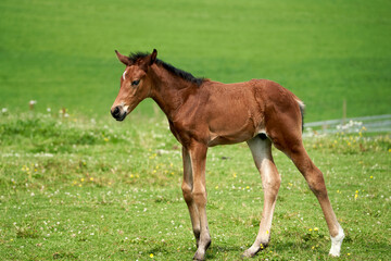 Fototapeta premium Brown Foal Gamboling Amongst Blossoming Wildflowers in Summer Pasture, Lørenskog, Norway