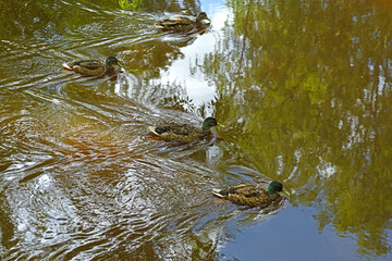Mallards, wild ducks (Anas platyrhynchos), dabbling ducks in water