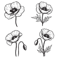 Elegant black and white illustrations of poppies showcasing delicate floral line art