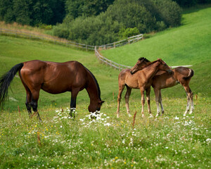 Obraz premium Nurturing Bond: Brown Mother Horse Grazes as Foal Siblings Embrace in Blooming Summer Pasture, Lørenskog, Norway