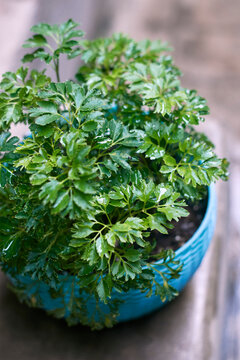 Rain soaked, dark, glossy variegated leaves of Parsley aralia (Polyscias fruticosa 'Elegans') plant. An air purifying houseplant popular for its attractive leaves and low maintenance needs. 