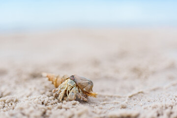 Hermit crab crawling on sandy beach with soft blurred background