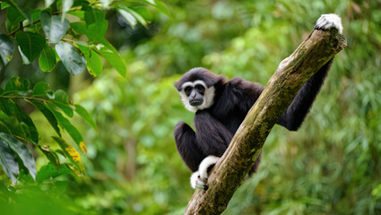 Fototapeta premium A White-Handed Gibbon Perched on a Tree Branch in a Lush Forest Captures the Essence of Primate Life and Arboreal Adaptation in the Wild