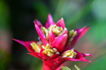 Close-Up of Red Bromeliad Tropical Flower, Hawaii