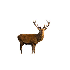 Majestic Red Deer Stag Standing on Highland Ridge, Misty Mountains Behind &ndash; Monarch of the Glen
