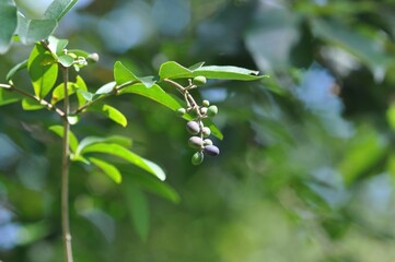 Ripening fruits of Ligustrum obtusifolium