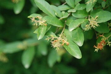 Underside view of Ligustrum obtusifolium leaves