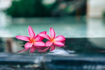 Closeup pink Frangipani or Plumeria flower petal floating on edge of pool with soft reflection. Ideal for wellness, spa, tropical relaxation, aromatherapy or summer beauty
