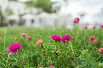 Vibrant pink Portulaca, Common Purslane, Moss rose blooming in garden of resort environment