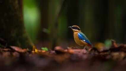 A Pitta Bird Foraging on the Forest Floor A Colorful Avian Species Searching for Food Among the Leaves and Debris in a Natural Woodland Setting
