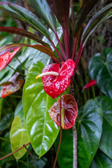 Bright Red Anthurium Flower Macro, Hawaiian Garden