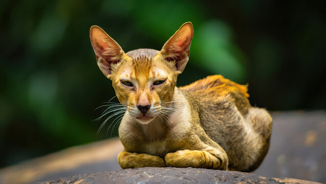 Captivating Oriental Cat Lounging on a Rock A Study in Feline Elegance and Exotic Charm Against a Blurred Green Background Outdoors